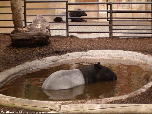 Photo de Tapir