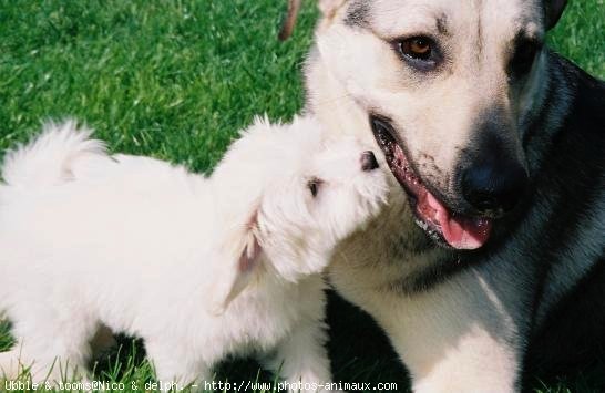 Photo de Coton de tulear