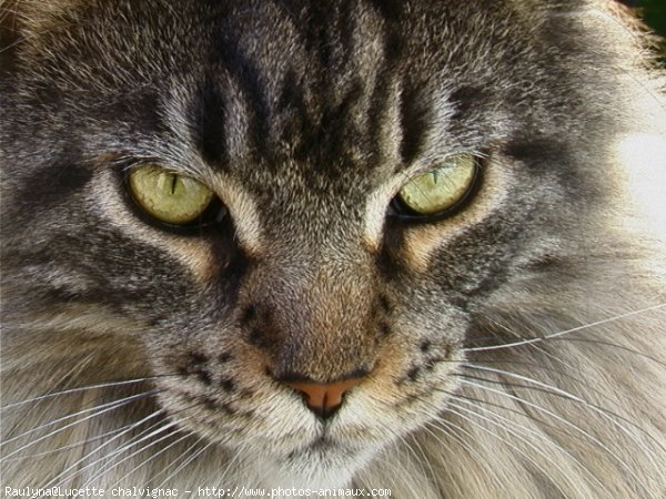 Photo de Maine coon