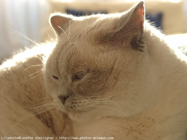 Photo de British shorthair