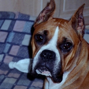 Photo de Boxer