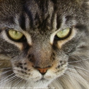 Photo de Maine coon