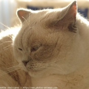 Photo de British shorthair