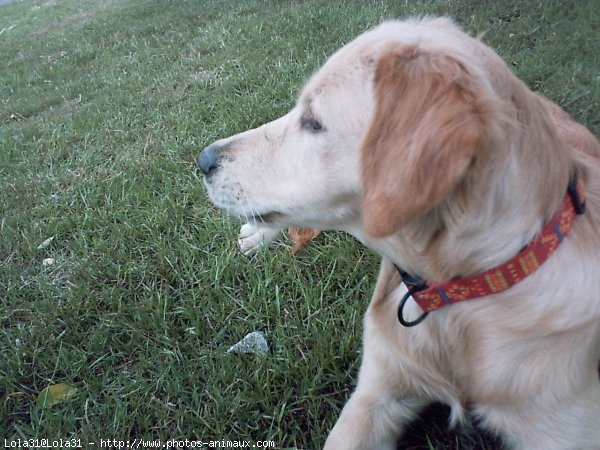 Photo de Golden retriever