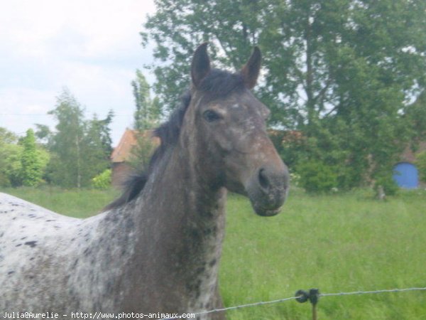 Photo d'Appaloosa