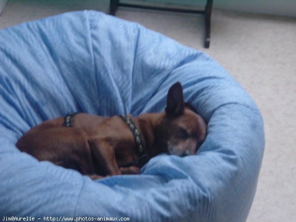 Photo de Pinscher nain