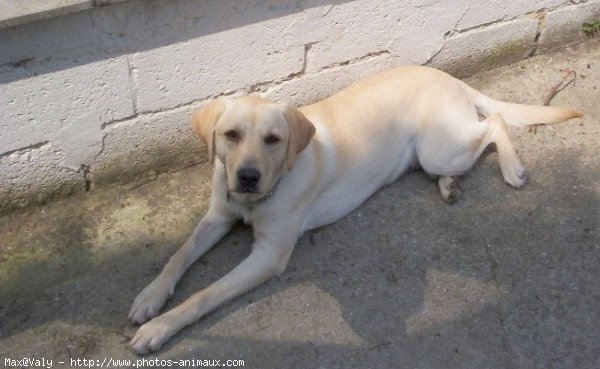 Photo de Labrador retriever