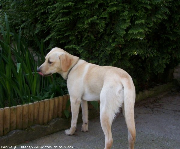 Photo de Labrador retriever