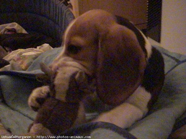 Photo de Beagle