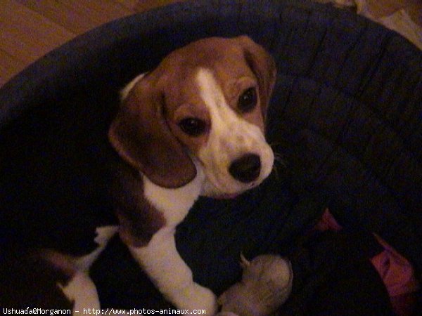 Photo de Beagle