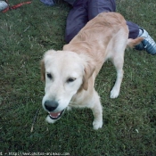 Photo de Golden retriever