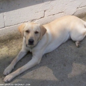 Photo de Labrador retriever