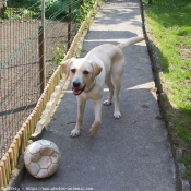 Photo de Labrador retriever