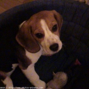 Photo de Beagle