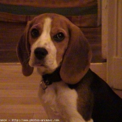 Photo de Beagle