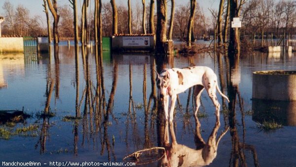 Photo de Dogue allemand