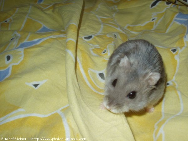 Photo de Hamster