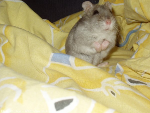 Photo de Hamster