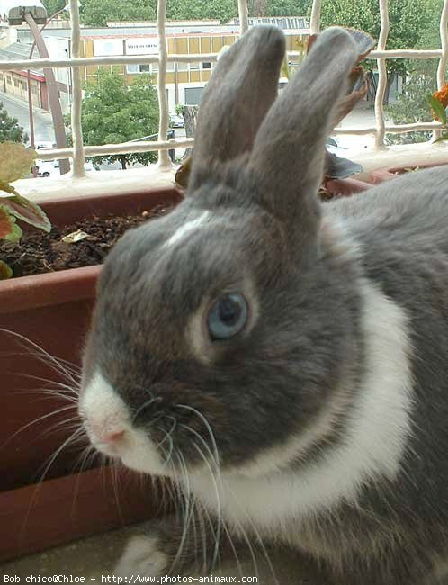 Photo de Lapin