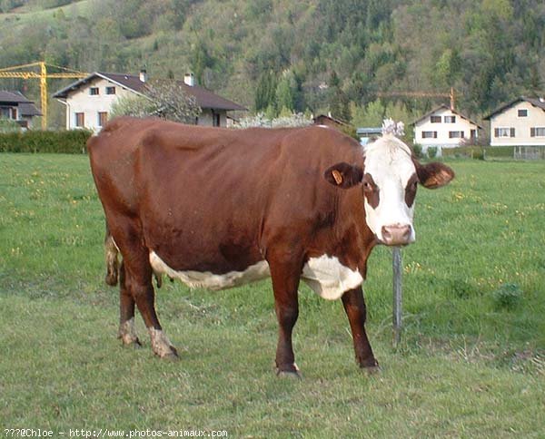 Photo de Vache