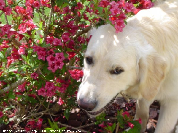 Photo de Golden retriever