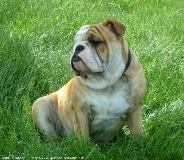 Photo de Bulldog