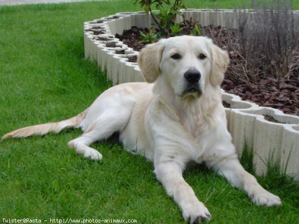 Photo de Golden retriever