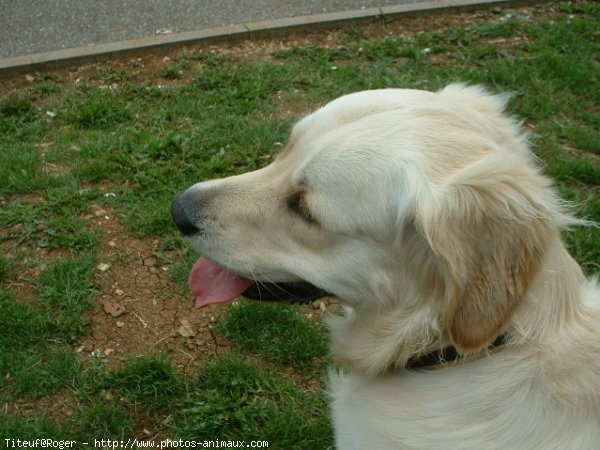 Photo de Golden retriever