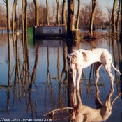 Photo de Dogue allemand