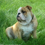 Photo de Bulldog