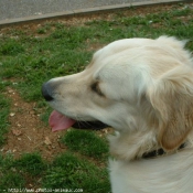 Photo de Golden retriever