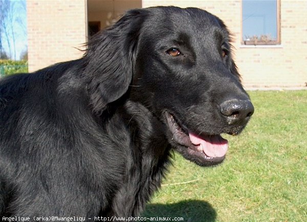 Photo de Retriever  poil plat