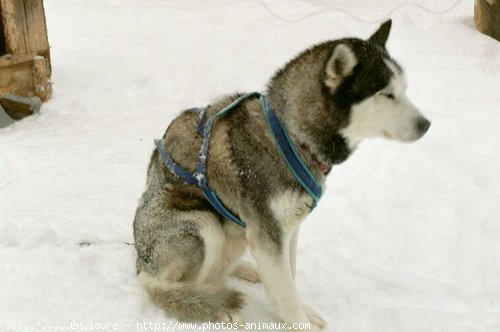 Photo de Husky siberien