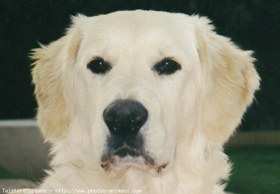 Photo de Golden retriever