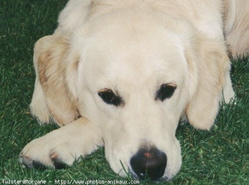 Photo de Golden retriever