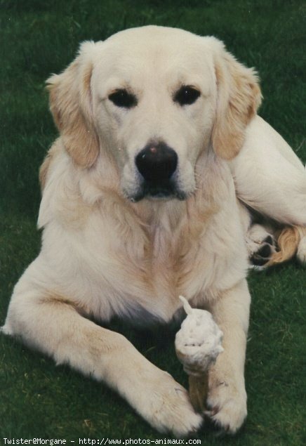 Photo de Golden retriever