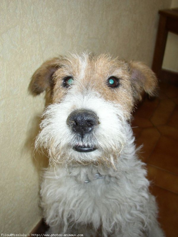 Photo de Fox terrier  poil dur