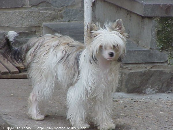 Photo de Chien chinois nu  crte