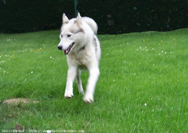 Photo de Husky siberien