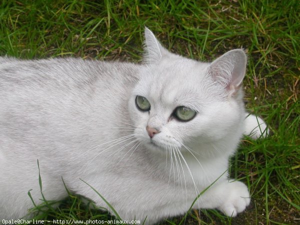 Photo de British shorthair