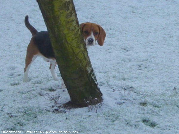 Photo de Beagle