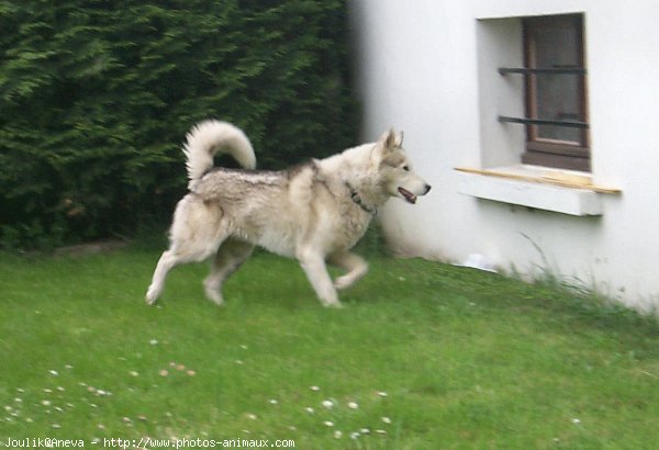 Photo de Husky siberien