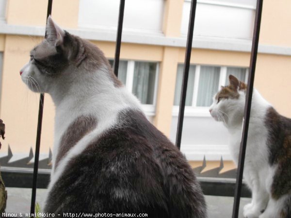 Photo de Chat domestique