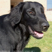 Photo de Retriever  poil plat