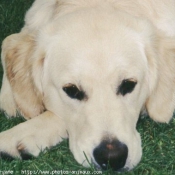 Photo de Golden retriever