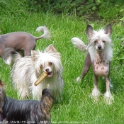 Photo de Chien chinois nu  crte