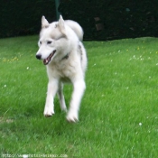 Photo de Husky siberien