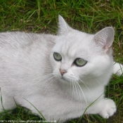 Photo de British shorthair