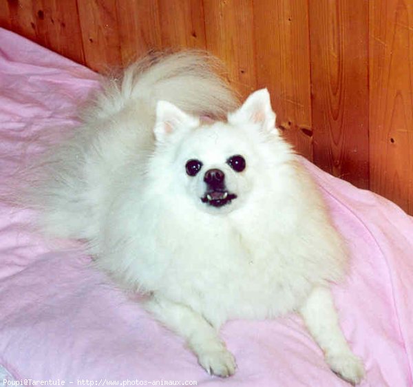 Photo de Spitz moyen