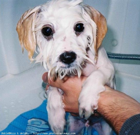 Photo de Coton de tulear